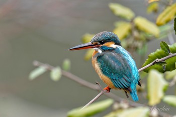 カワセミ こども自然公園 (大池公園/横浜市) 2024年3月24日(日)