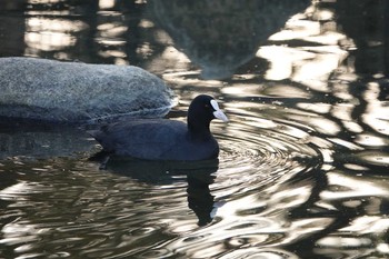 オオバン 昆陽池公園 2018年11月18日(日)