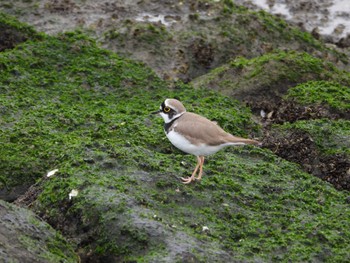 Little Ringed Plover ぐるり公園 Thu, 3/28/2024