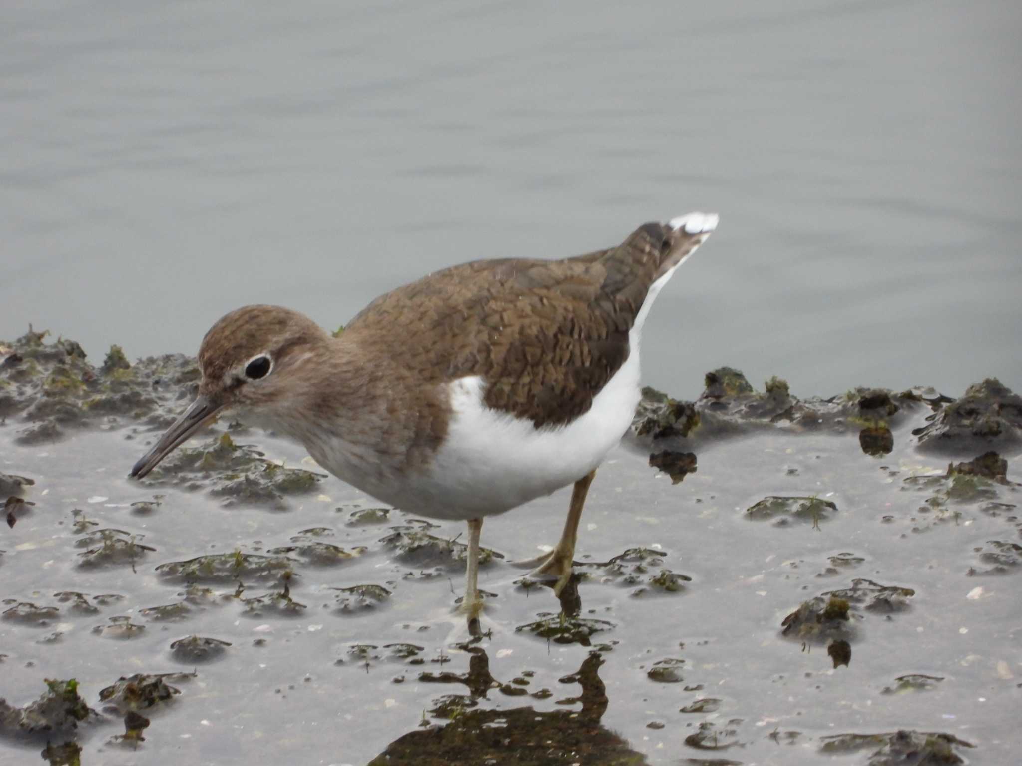 Photo of Common Sandpiper at ぐるり公園 by 鶲雀