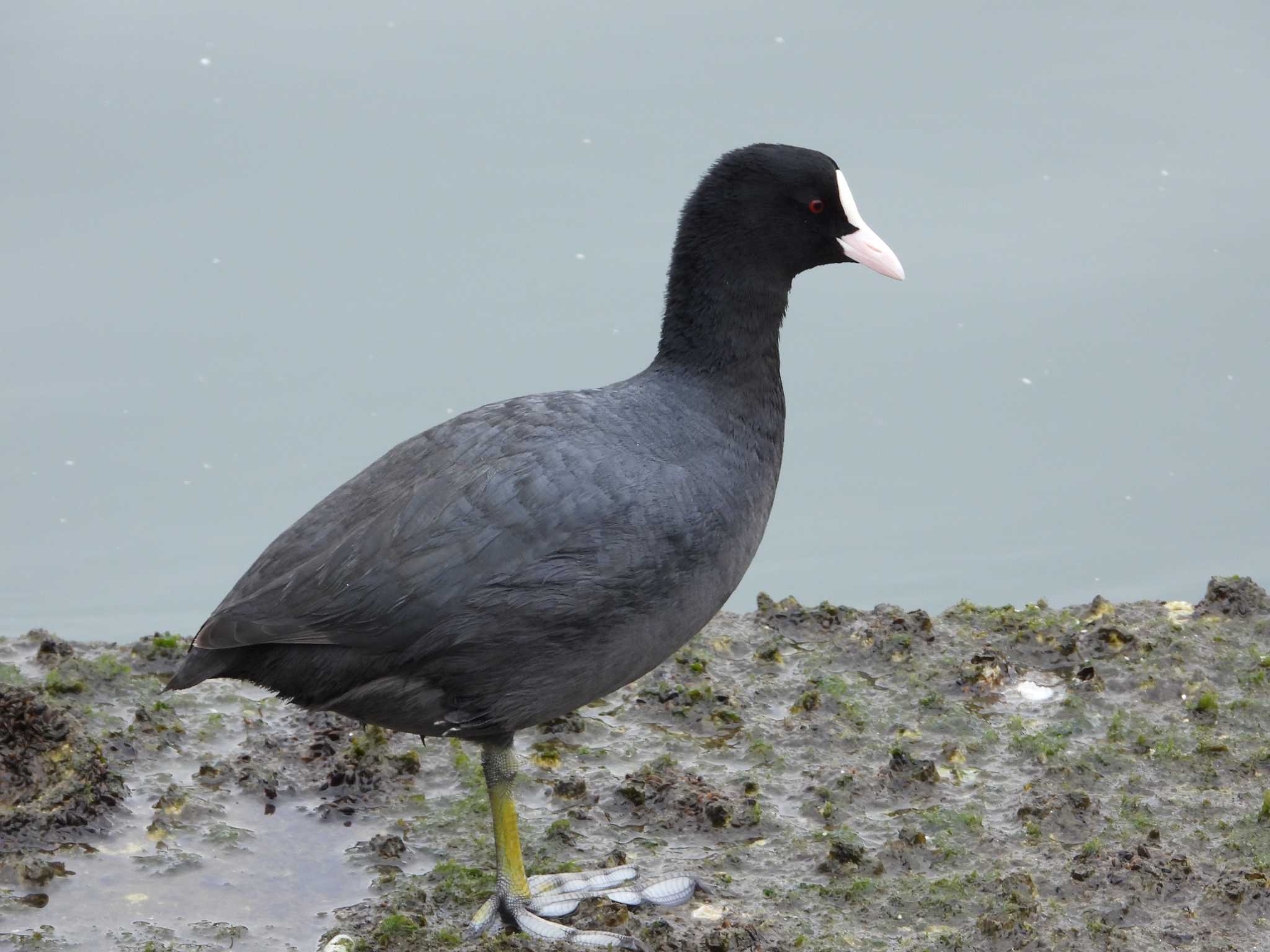 Photo of Eurasian Coot at ぐるり公園 by 鶲雀