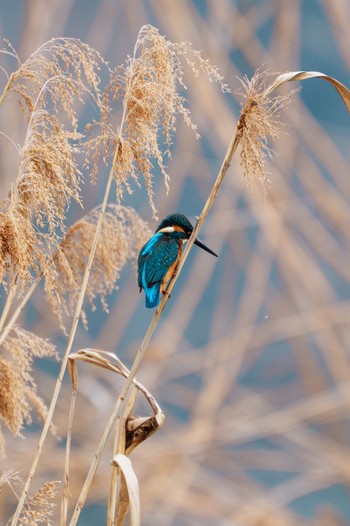 Common Kingfisher Teganuma Sun, 3/24/2024