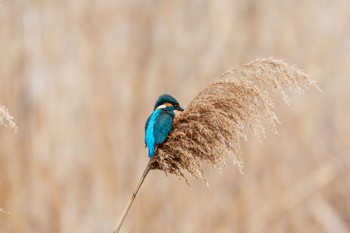 カワセミ 手賀沼 2024年3月24日(日)