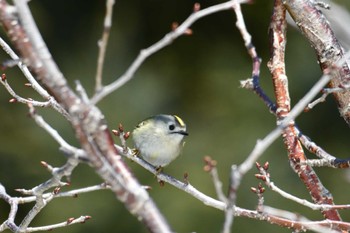 Unknown Species 東区近郊 Wed, 3/27/2024