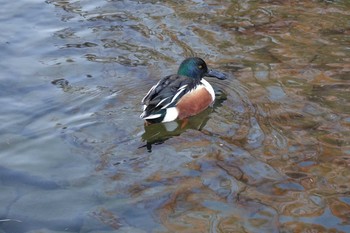 ハシビロガモ 昆陽池公園 2018年11月20日(火)