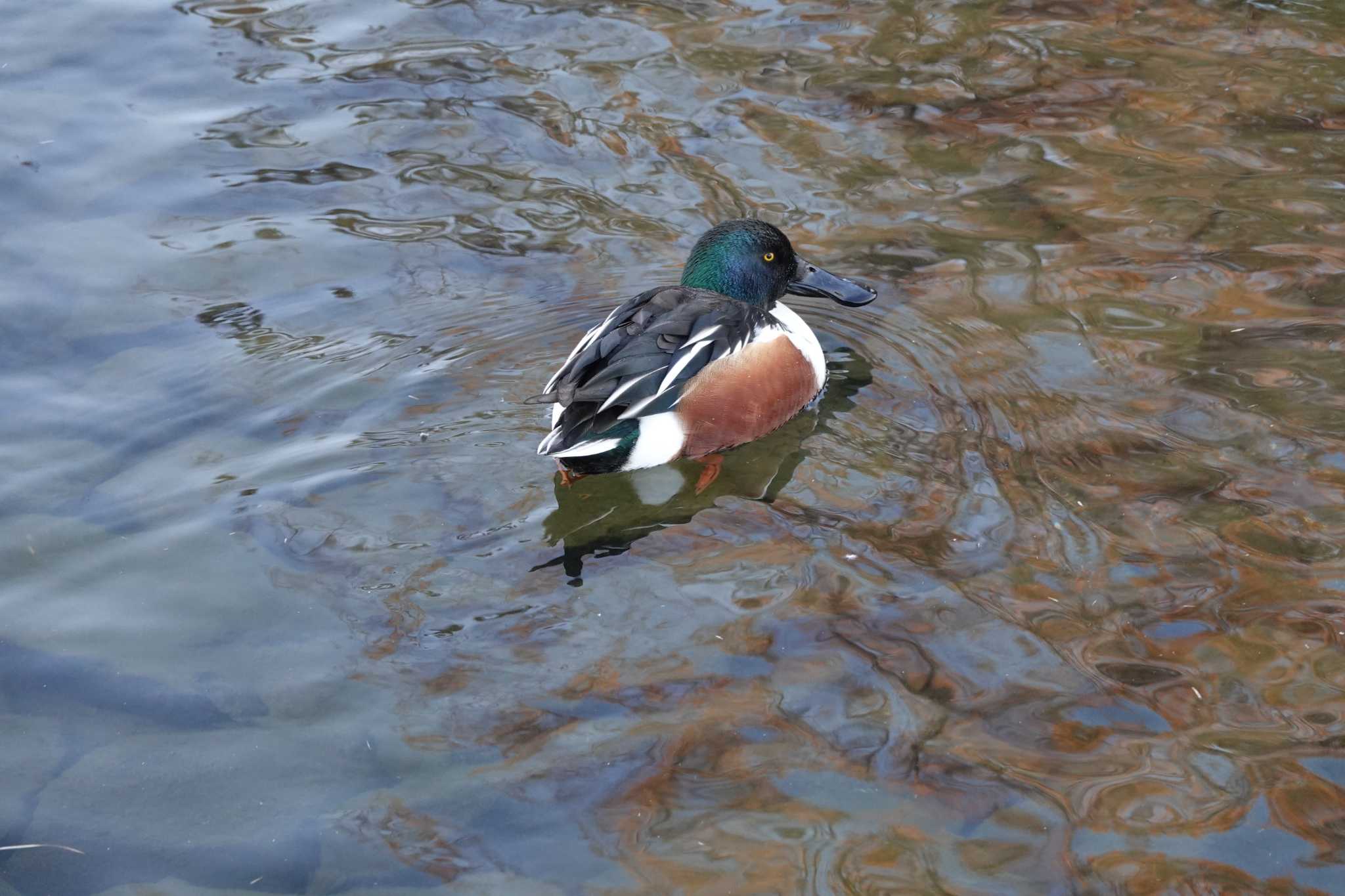 昆陽池公園 ハシビロガモの写真 by レスター