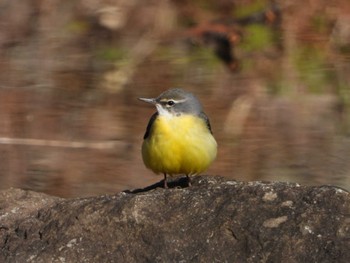 Grey Wagtail 厚木七沢森林公園 Sun, 1/7/2024