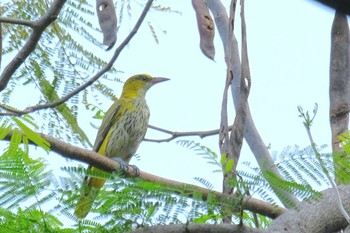 Black-naped Oriole Wachirabenchathat Park(Suan Rot Fai) Wed, 3/27/2024