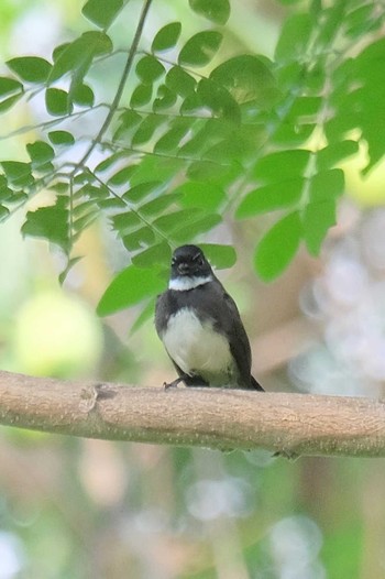 Black-collared Starling Wachirabenchathat Park(Suan Rot Fai) Wed, 3/27/2024