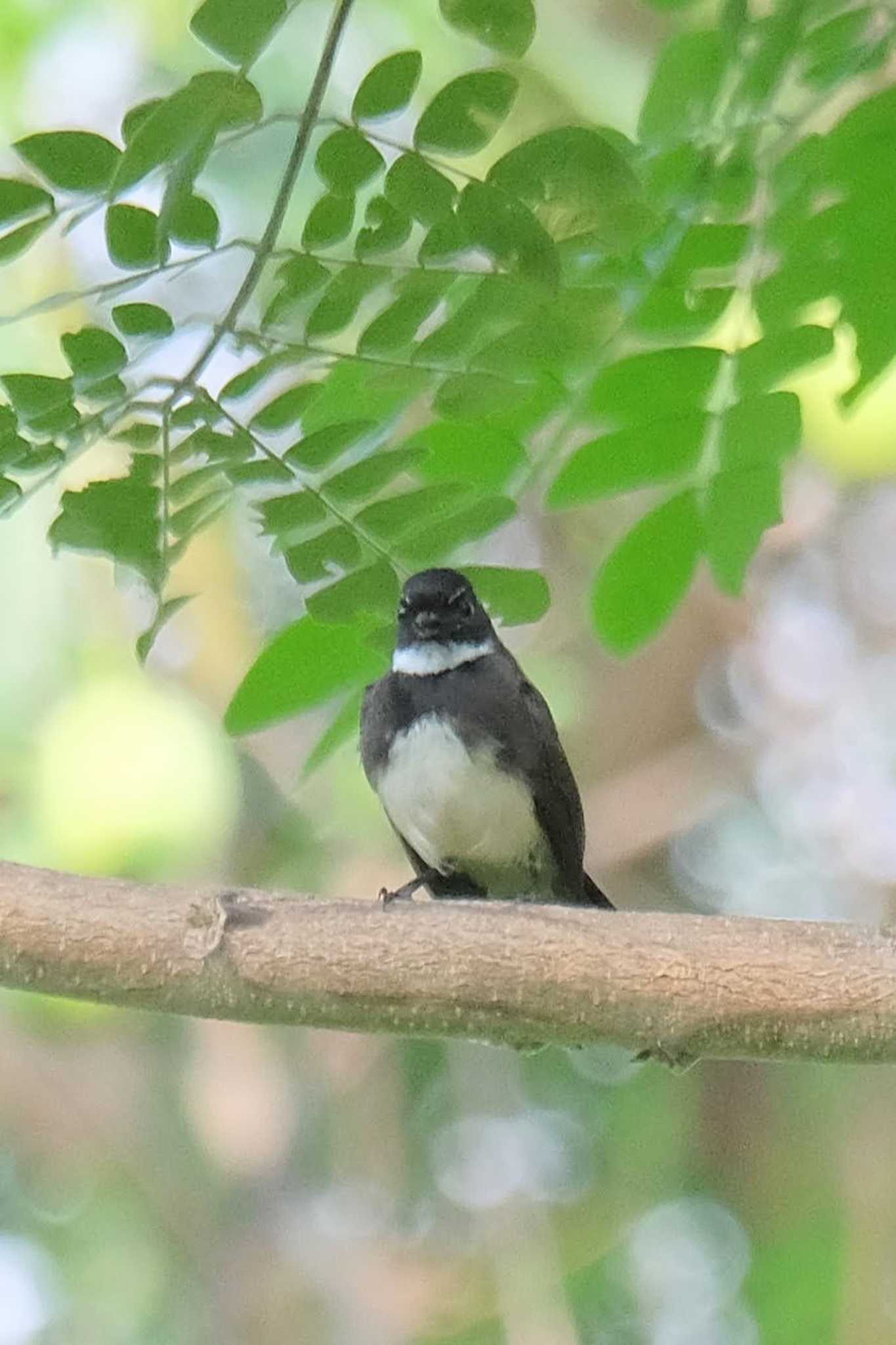 Black-collared Starling