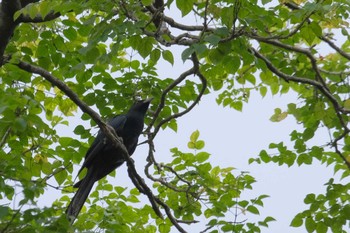 Asian Koel Wachirabenchathat Park(Suan Rot Fai) Wed, 3/27/2024