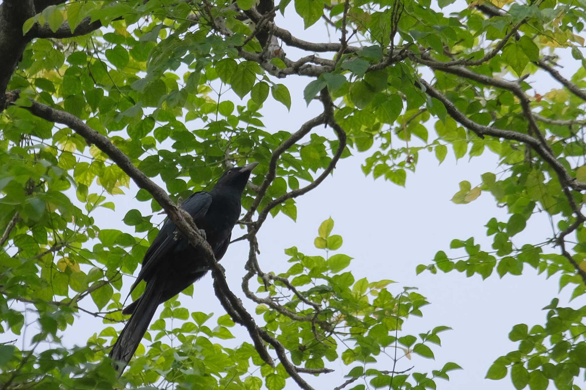 Photo of Asian Koel at Wachirabenchathat Park(Suan Rot Fai) by BK MY