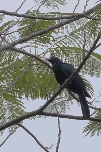 Asian Koel Wachirabenchathat Park(Suan Rot Fai) Wed, 3/27/2024