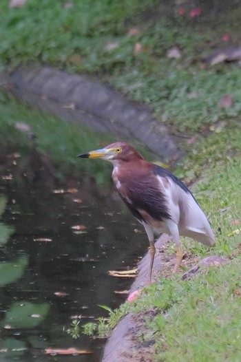 Javan Pond Heron Wachirabenchathat Park(Suan Rot Fai) Wed, 3/27/2024