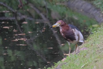 Javan Pond Heron Wachirabenchathat Park(Suan Rot Fai) Wed, 3/27/2024