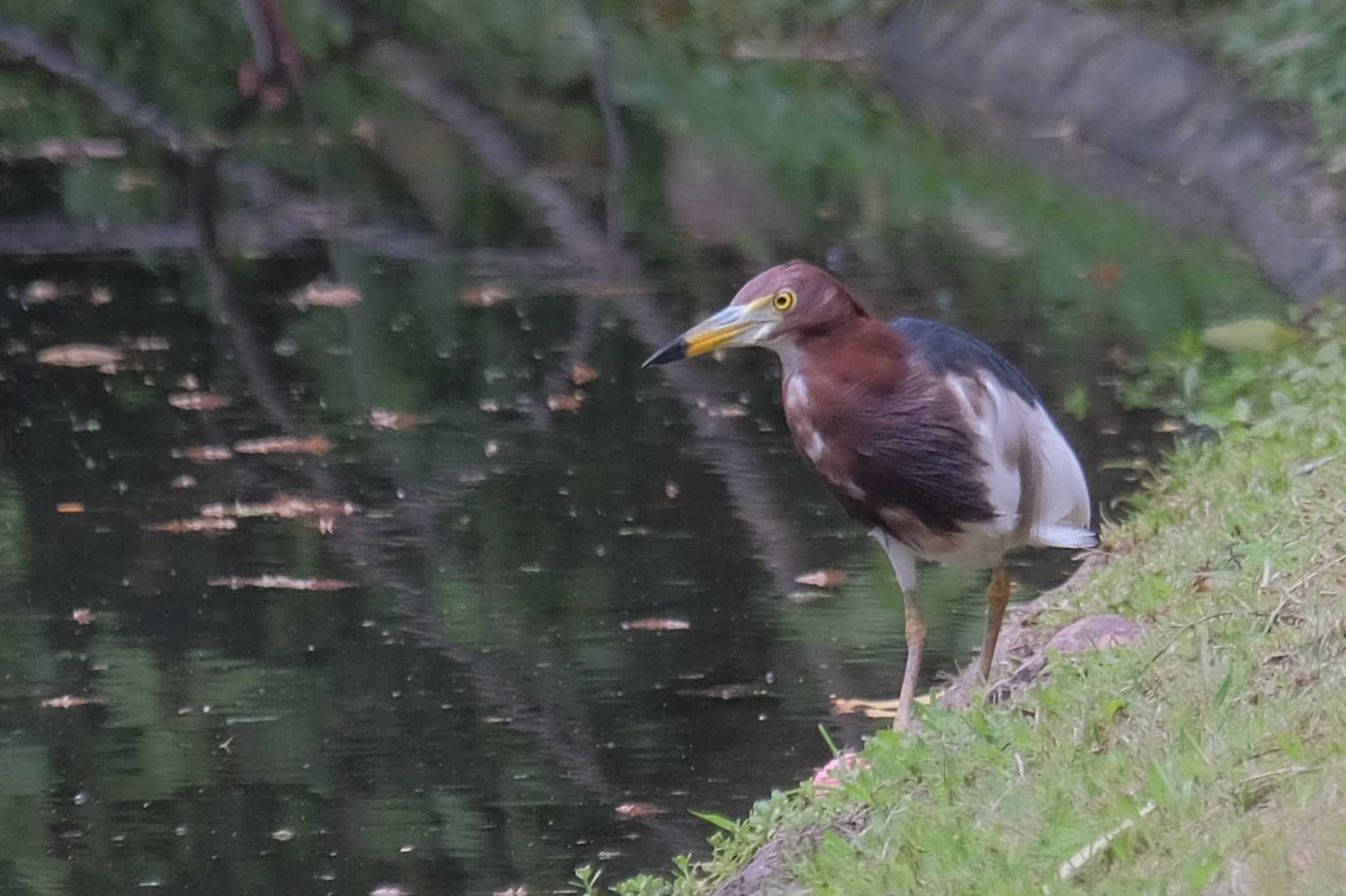 Javan Pond Heron