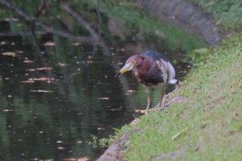 Javan Pond Heron Wachirabenchathat Park(Suan Rot Fai) Wed, 3/27/2024