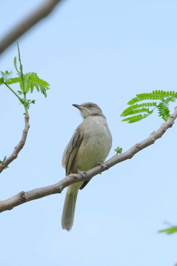 Ayeyarwady Bulbul Wachirabenchathat Park(Suan Rot Fai) Wed, 3/27/2024