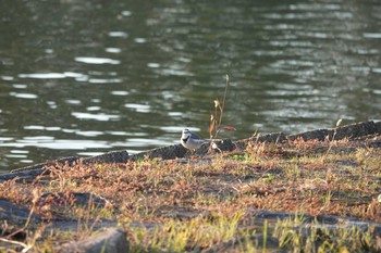 セキレイ 昆陽池公園 2018年11月20日(火)