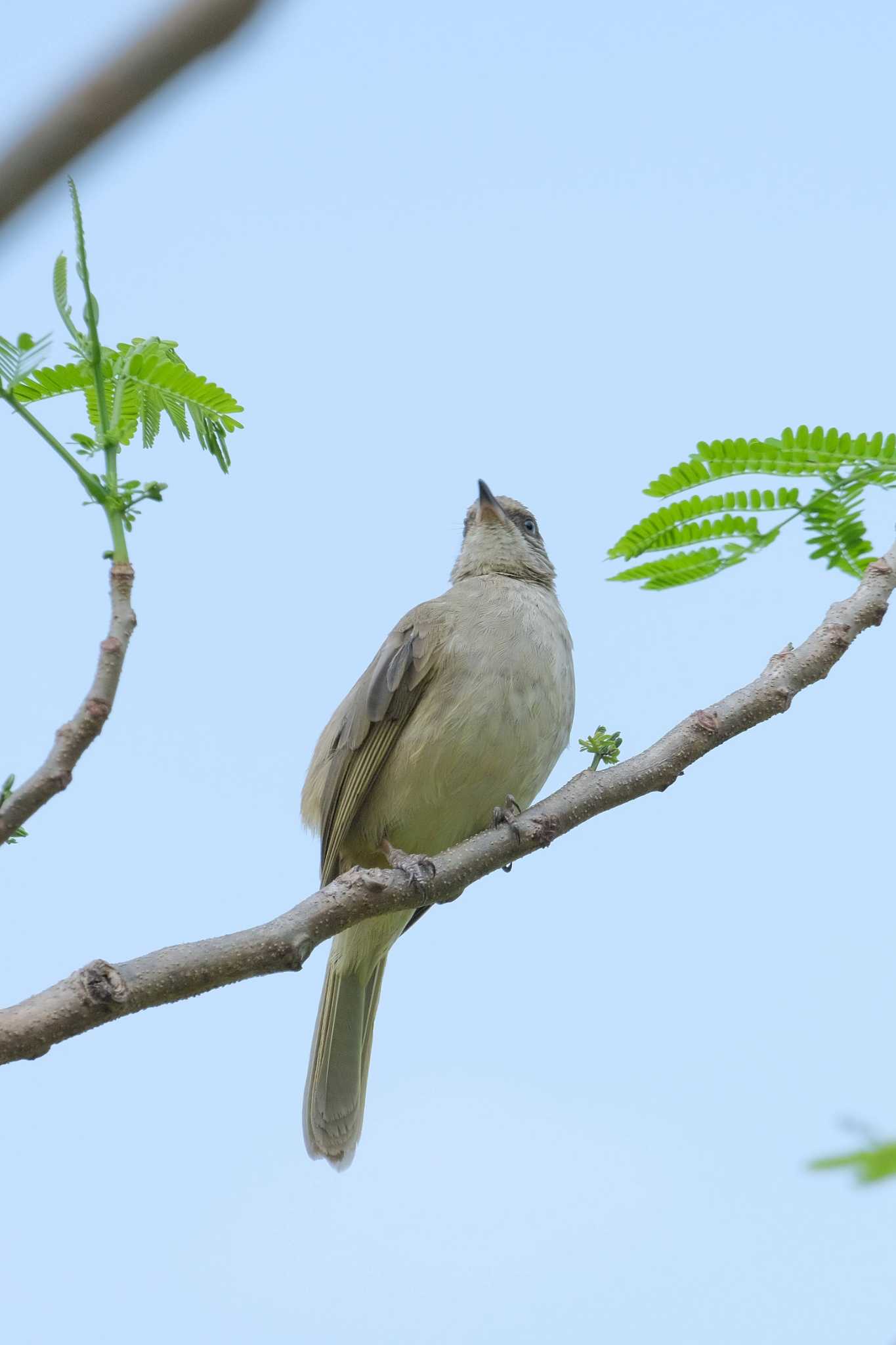 Photo of Ayeyarwady Bulbul at Wachirabenchathat Park(Suan Rot Fai) by BK MY