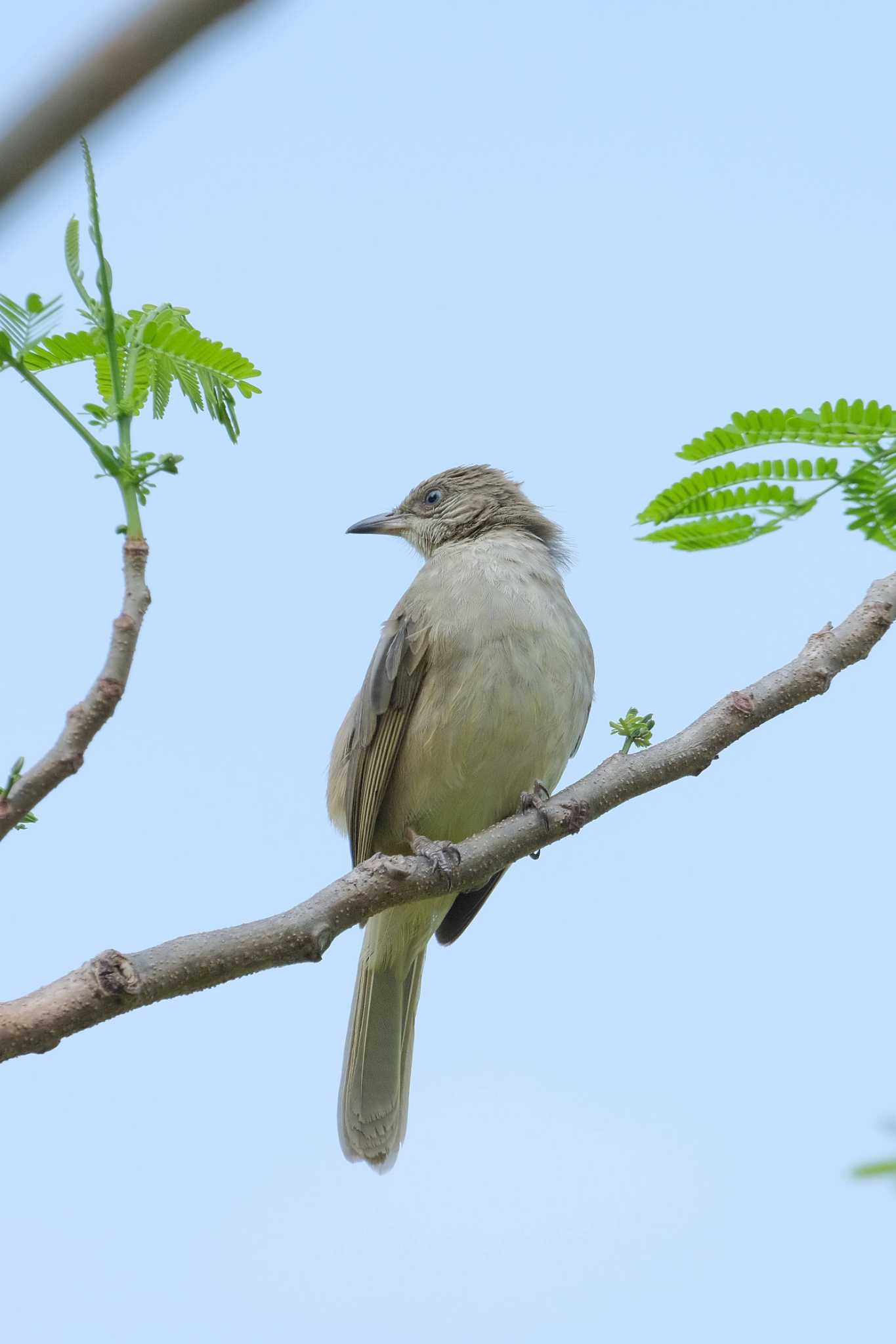 Ayeyarwady Bulbul