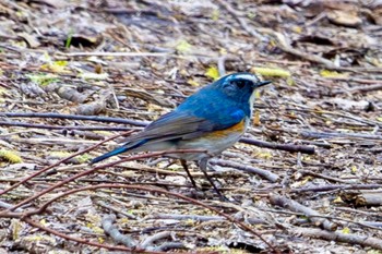 ルリビタキ 秋ヶ瀬公園 2024年3月28日(木)