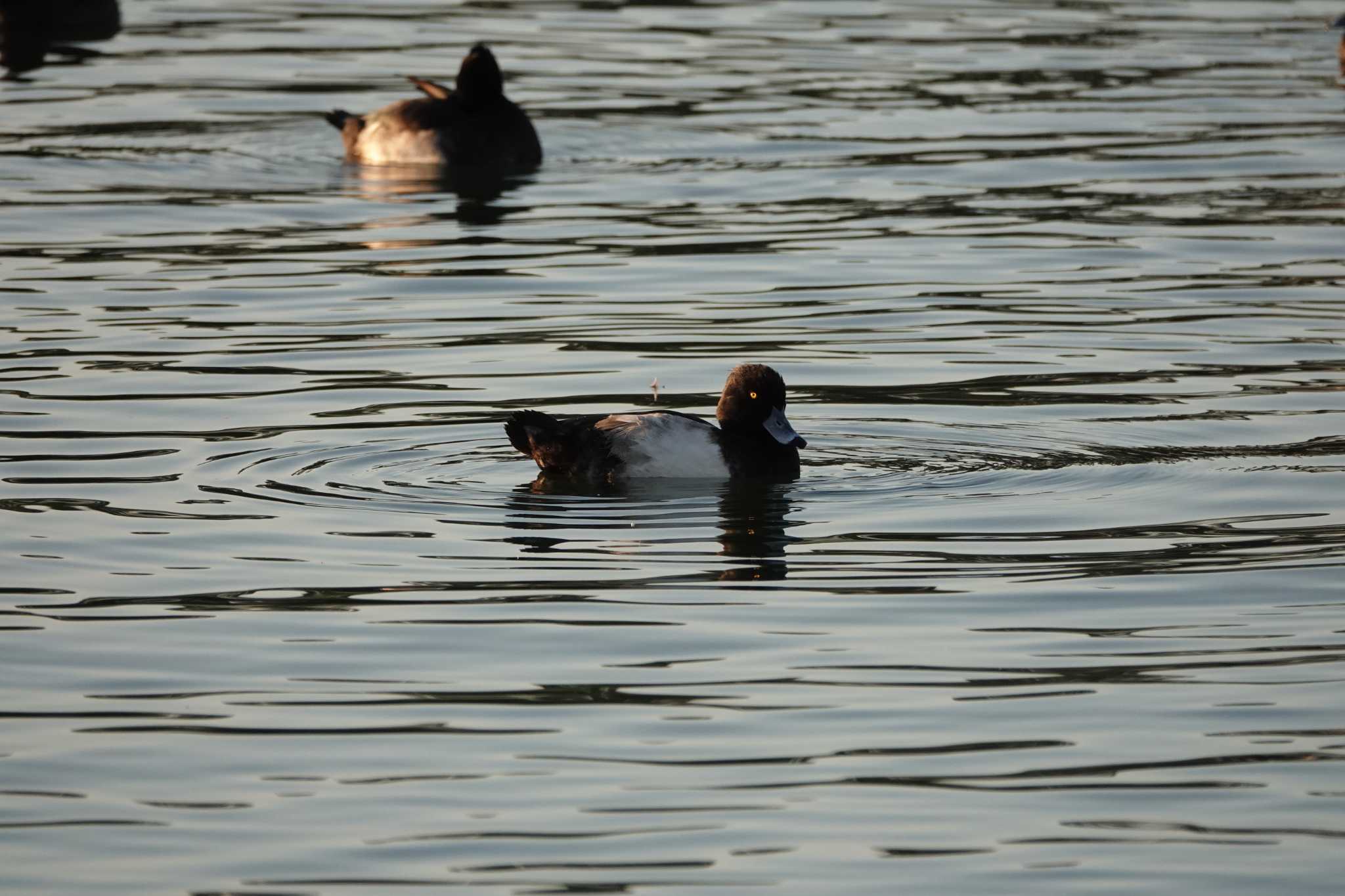 昆陽池公園 キンクロハジロの写真 by レスター