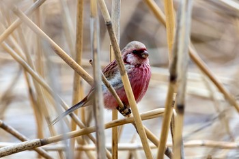 Siberian Long-tailed Rosefinch Akigase Park Thu, 3/28/2024