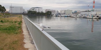 ユリカモメ 夢の島公園 2024年3月28日(木)