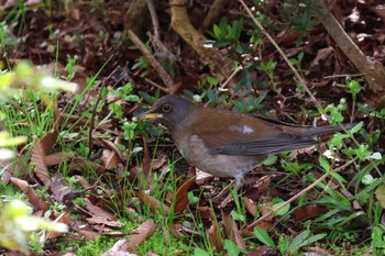 Pale Thrush Rokuha Park Thu, 3/28/2024