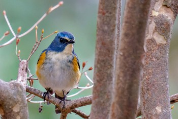 Red-flanked Bluetail Kodomo Shizen Park Sun, 3/24/2024