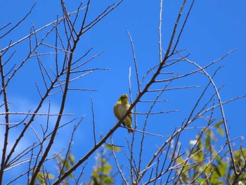 Wed, 3/27/2024 Birding report at 八千代総合運動公園