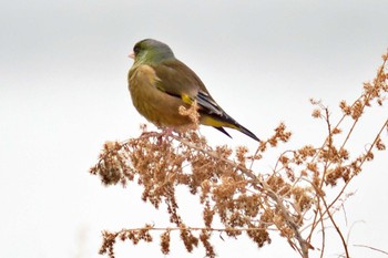 Grey-capped Greenfinch 荒川・砂町水辺公園(東京都江東区) Thu, 3/28/2024