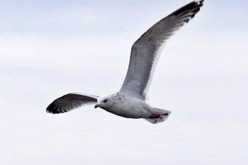 Vega Gull 荒川・砂町水辺公園(東京都江東区) Thu, 3/28/2024