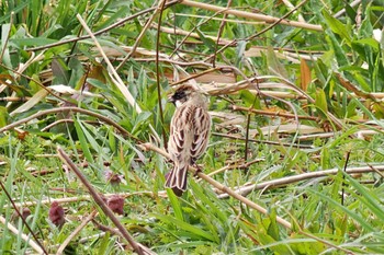 Common Reed Bunting 荒川・砂町水辺公園(東京都江東区) Thu, 3/28/2024