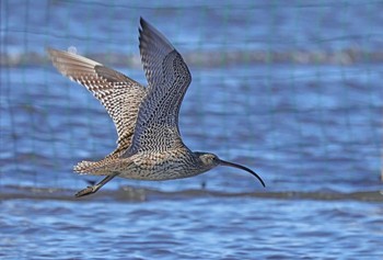 Far Eastern Curlew Sambanze Tideland Wed, 3/27/2024