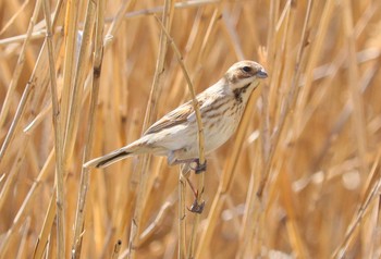 Common Reed Bunting Fujimae Tidal Flat Wed, 3/27/2024