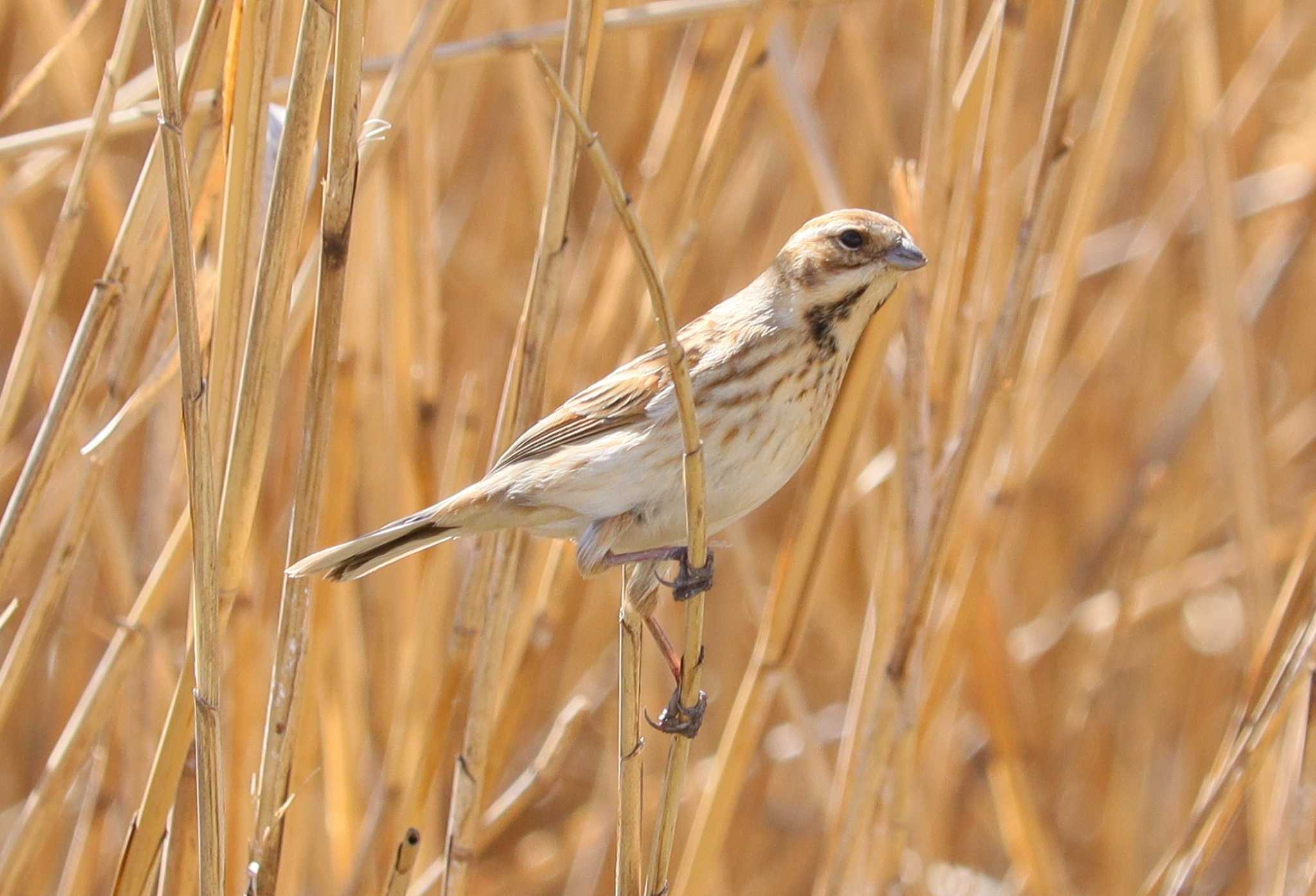 Common Reed Bunting