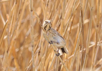 Common Reed Bunting Fujimae Tidal Flat Wed, 3/27/2024