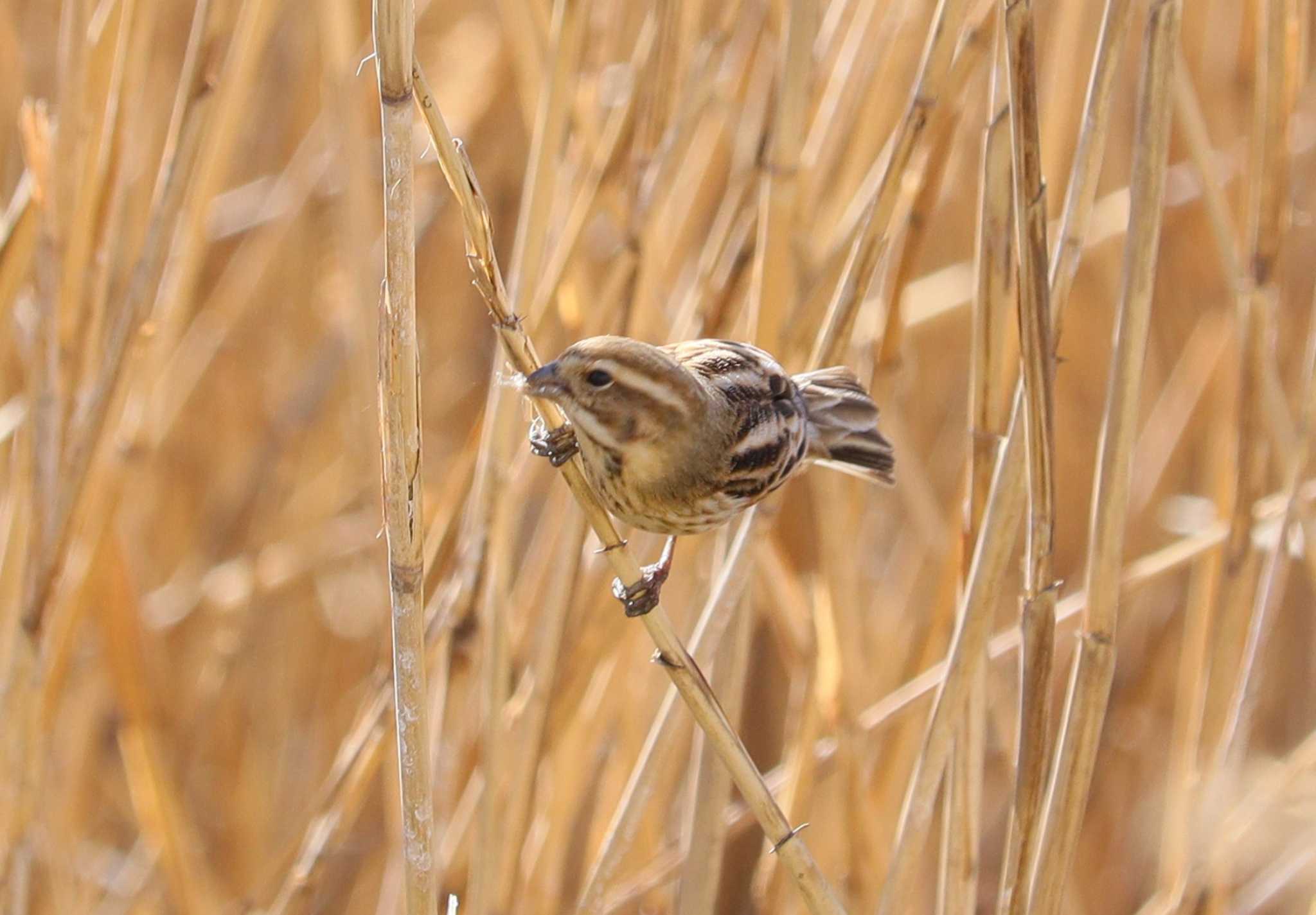 Common Reed Bunting