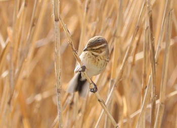 Common Reed Bunting Fujimae Tidal Flat Wed, 3/27/2024