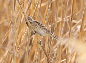 Common Reed Bunting Fujimae Tidal Flat Wed, 3/27/2024