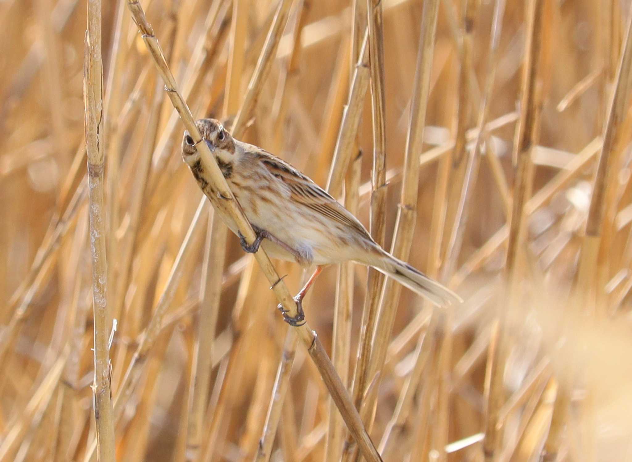 Common Reed Bunting