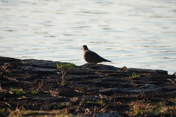 キジバト 昆陽池公園 2018年11月20日(火)