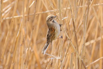 Common Reed Bunting Fujimae Tidal Flat Wed, 3/27/2024