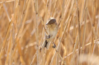 Common Reed Bunting Fujimae Tidal Flat Wed, 3/27/2024