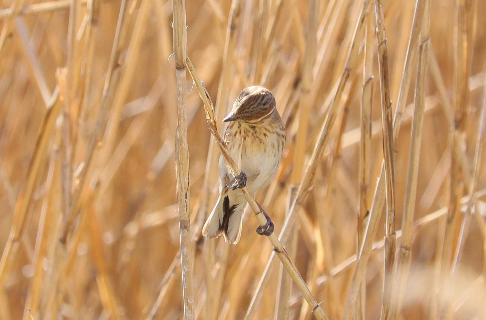 Common Reed Bunting