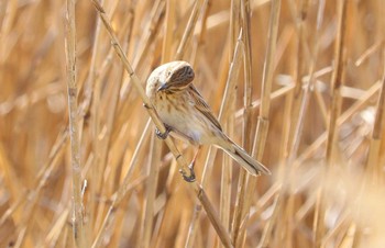 Common Reed Bunting Fujimae Tidal Flat Wed, 3/27/2024