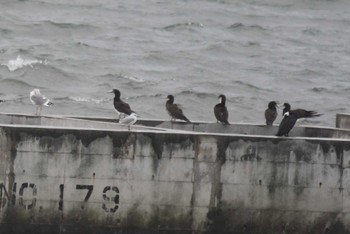 Brown Booby 島原航路 Sat, 3/23/2024