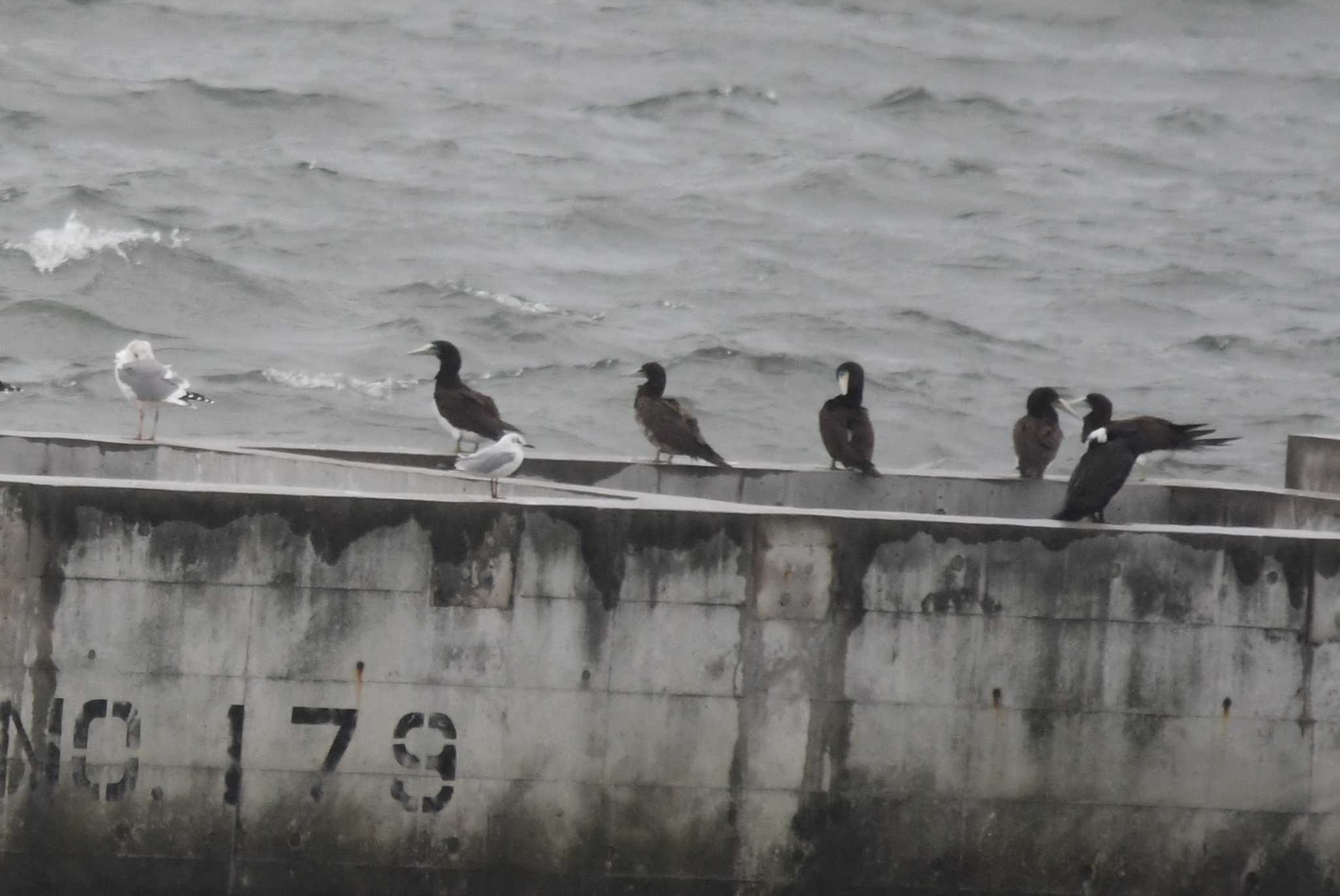 Photo of Brown Booby at 島原航路 by みやさん